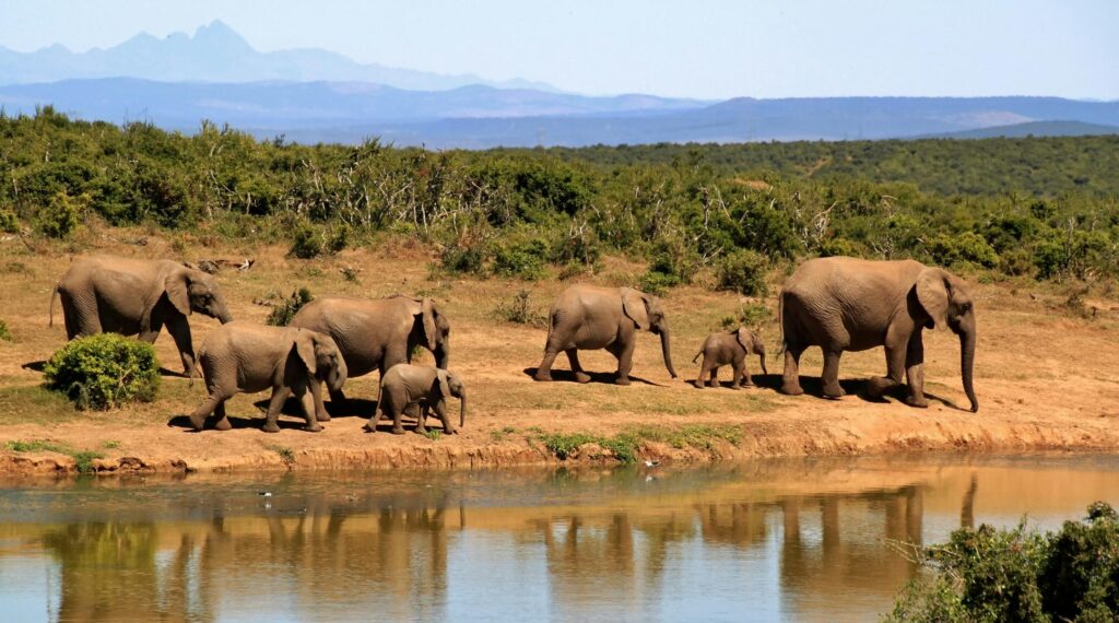 Panorama route zuid afrika wildlife