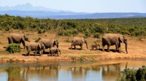 Panorama route zuid afrika wildlife